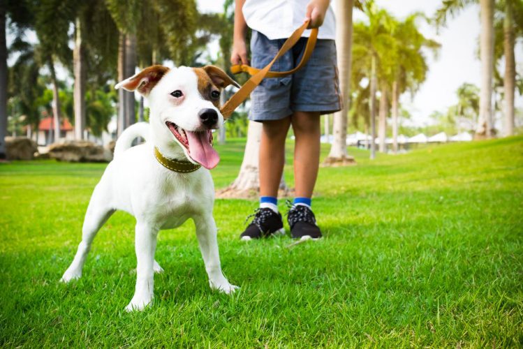 芝生の上を散歩する犬