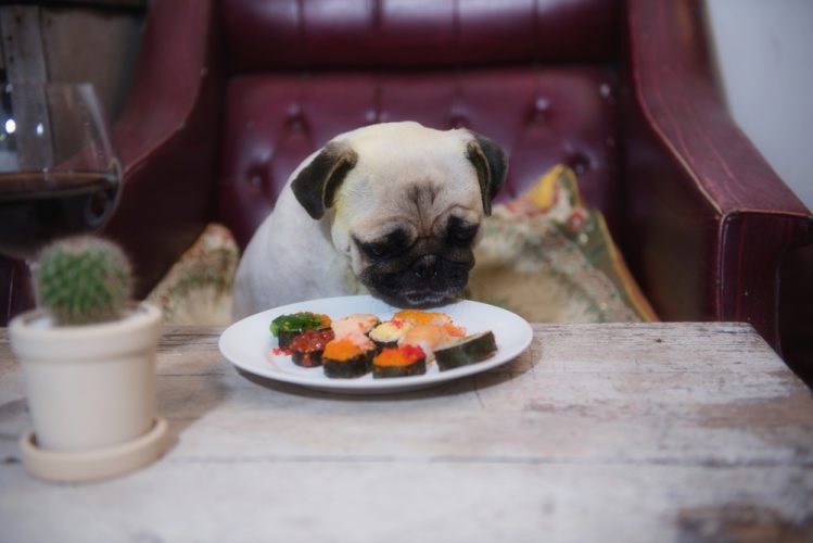 【獣医師監修】犬がご飯を食べない理由「わがまま」と「病気」を見分けるポイント