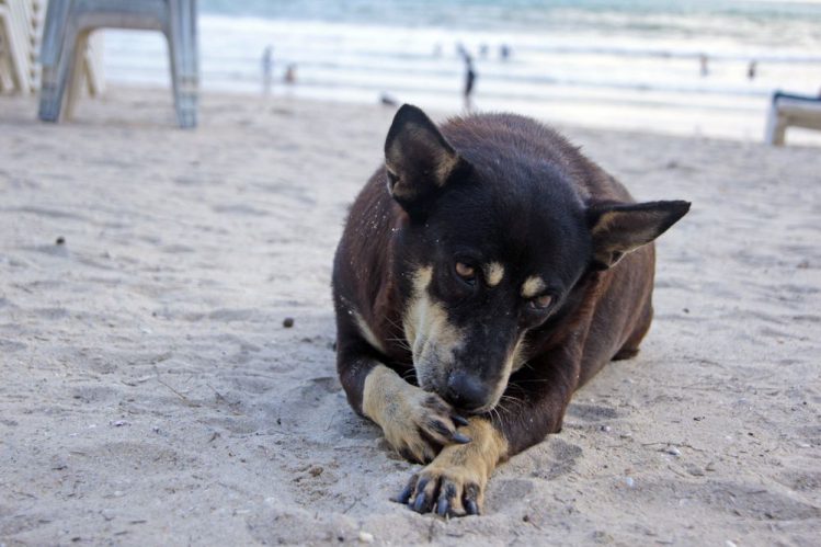 浜辺で犬が右の前足で左の前足を搔いている様子