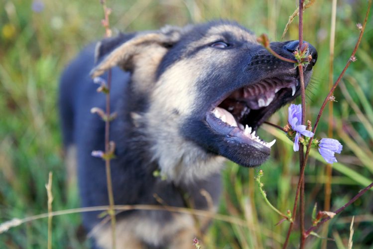 散歩コースに注意！ 犬が食べると中毒を起こす植物～夏から秋～