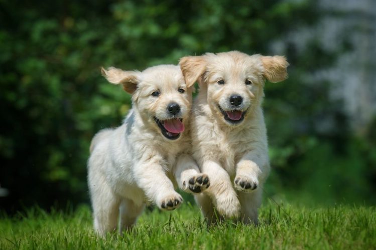 芝生の上を子犬の二匹が走ってこちらに向かってきている様子