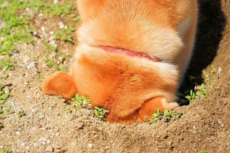 土を掘って顔をうずめる柴犬