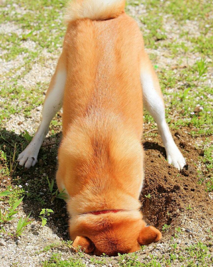 自分で掘った穴に顔をうずめる柴犬