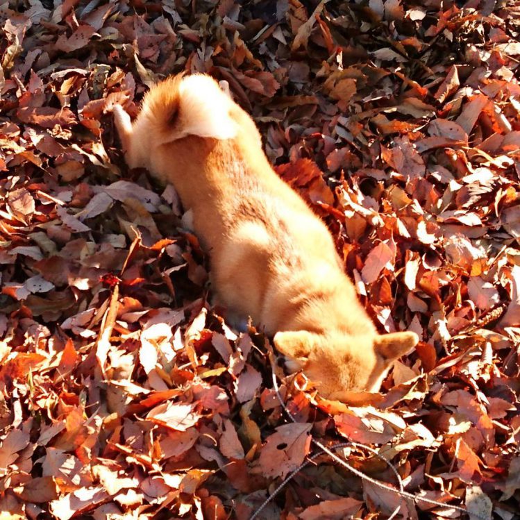 落ち葉の中に全身をうずめる柴犬