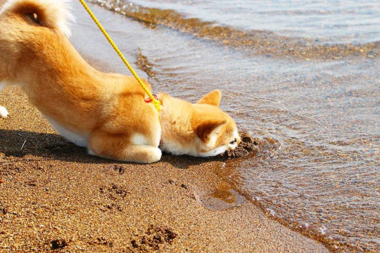 波打ち際の砂浜に顔を突っ込む柴犬