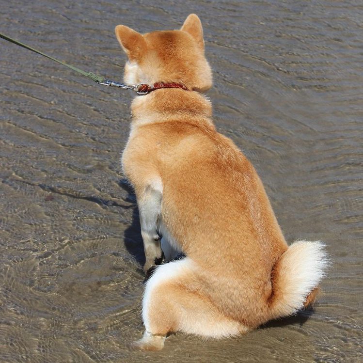 砂浜に座り込む柴犬
