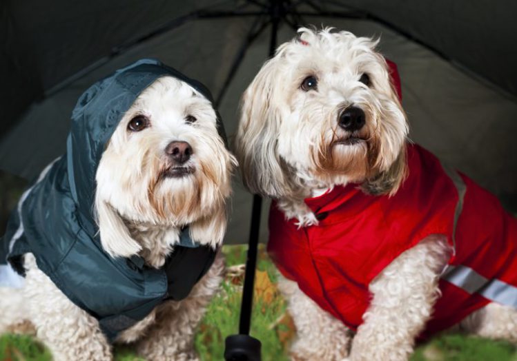 傘をさしレインコートを着ている二匹のコトン・ド・テュレアール