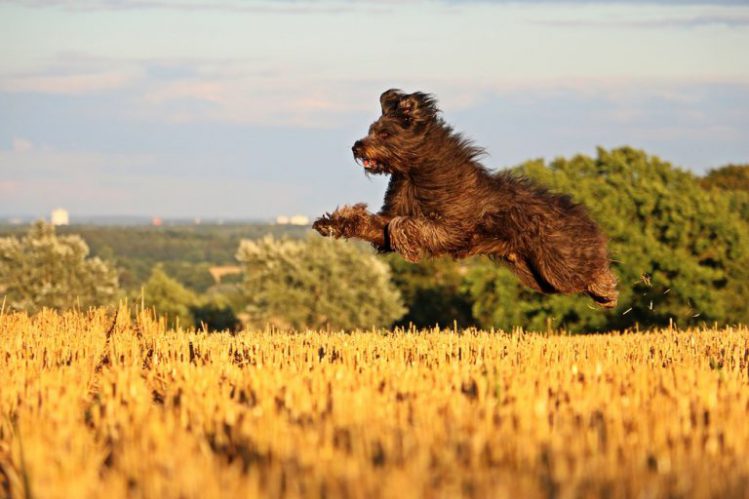 ジャンプしている茶色の毛並みの犬