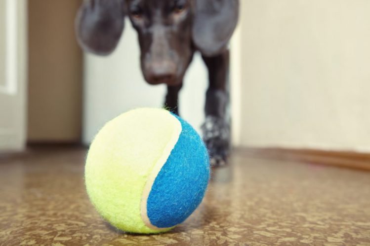 室内でおもちゃのボールを見つめる犬