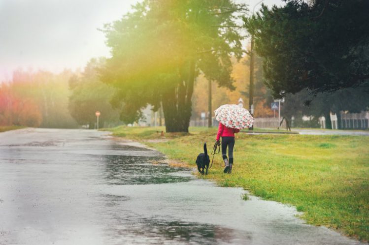 雨の中散歩する赤い服の女性と黒い犬の後ろ姿