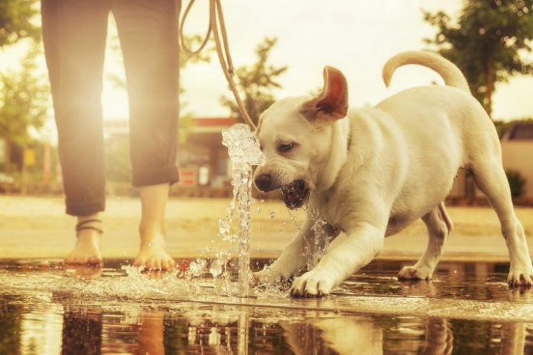 公園の噴水で遊ぶ子犬