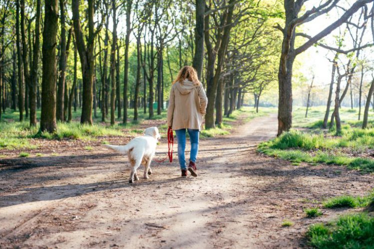 ノーリードで散歩する女性と犬