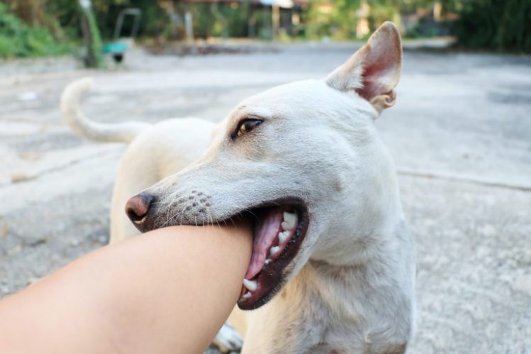 人間の腕を甘噛みする犬