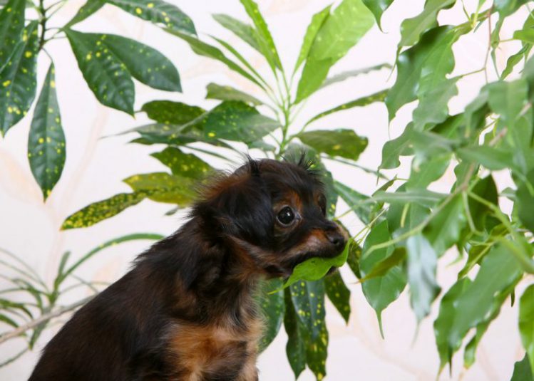 観葉植物の葉っぱを噛んでいる子犬