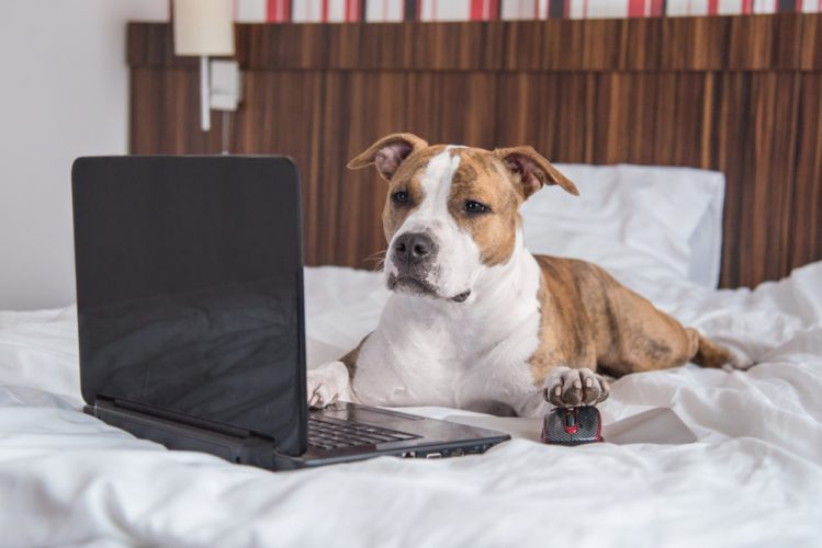 パソコンと犬