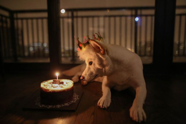 王冠を被った犬がケーキのろうそくを眺めている様子