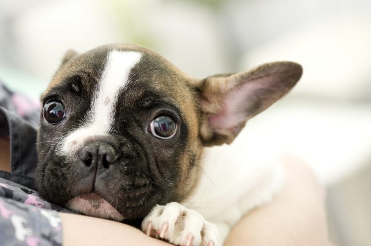 【獣医師監修】犬がストレスを抱えている時にみられる7つのサイン
