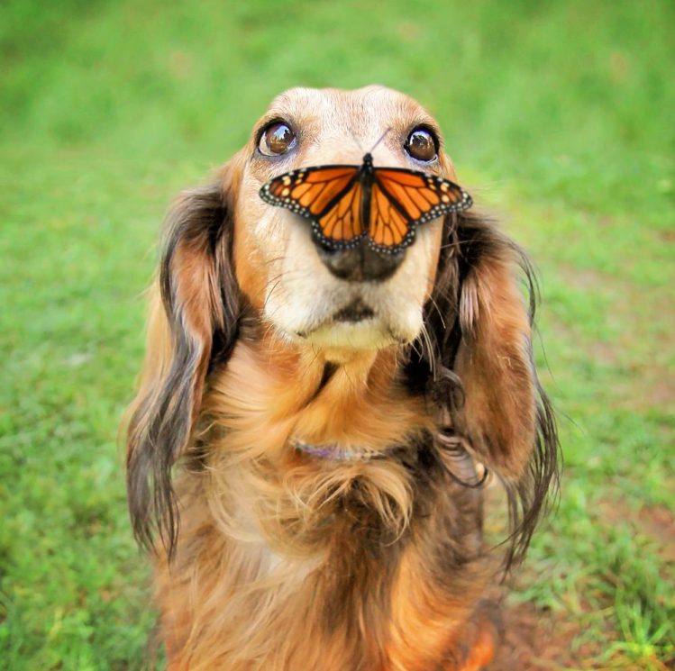 犬の鼻の頭の上に蝶々が止まっている様子