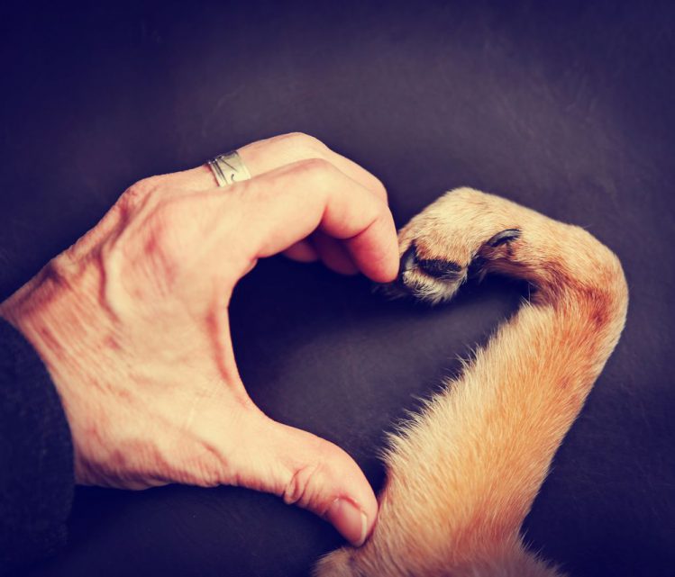 Instagramで愛犬の写真を投稿するなら！オススメのハッシュタグをご紹介