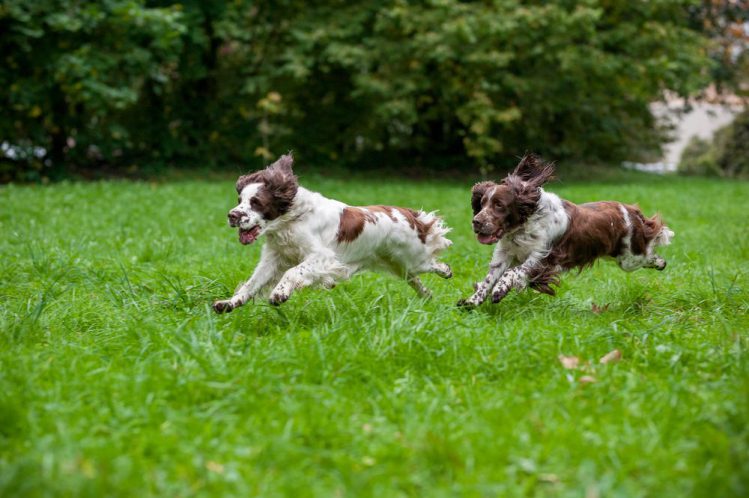 芝生の上で二匹の犬が同時に飛行している写真
