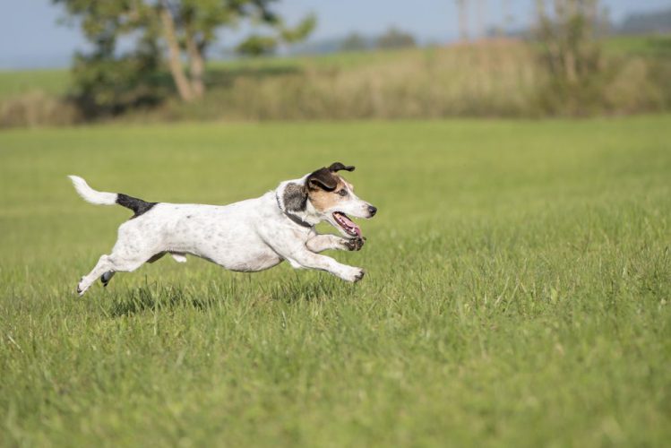 芝生の上を走っている犬が地面から離れた瞬間を捉えた写真