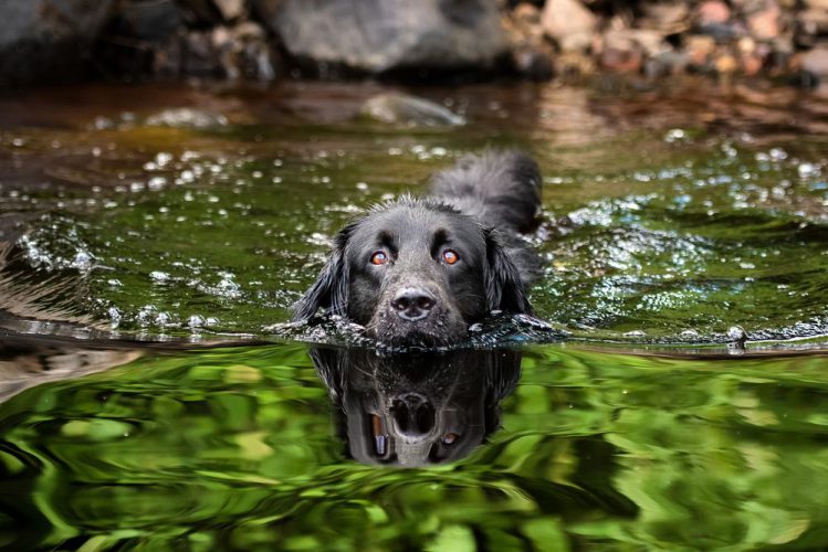 泳ぎが得意 苦手な犬種は 犬を泳がせるまでの準備と練習方法をご紹介 Qpet ｷｭｰﾍﾟｯﾄ