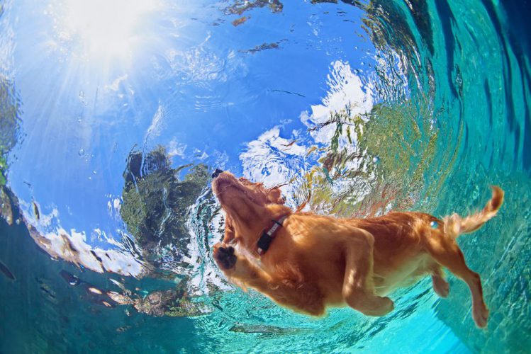 水の中から犬の泳ぎ方を撮影している様子
