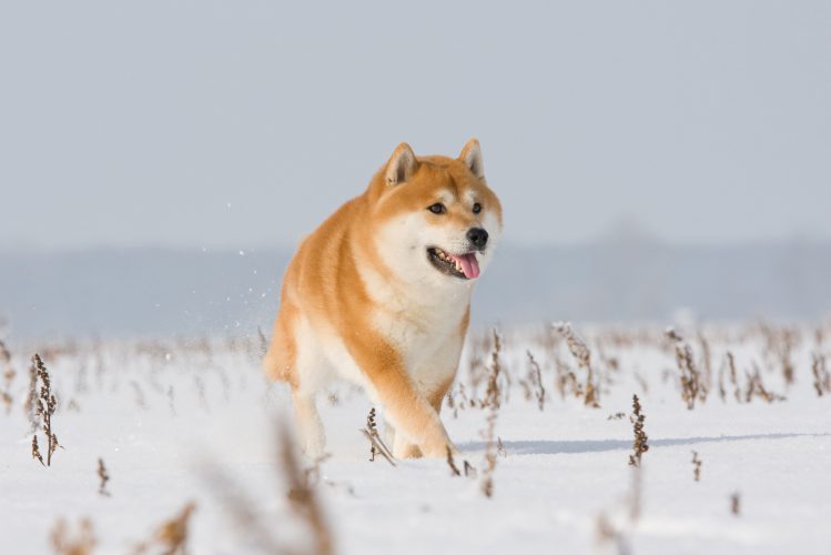 柴犬が雪の上を歩いている様子