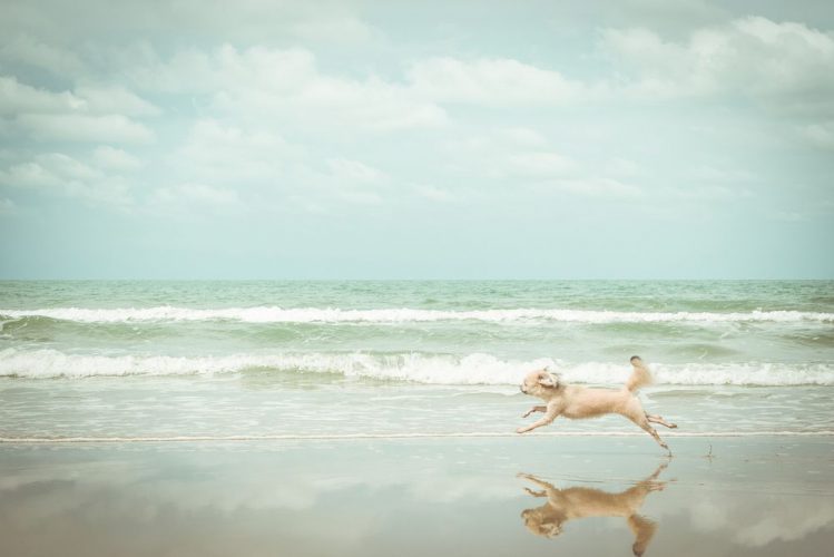 犬が浜辺を走っている様子