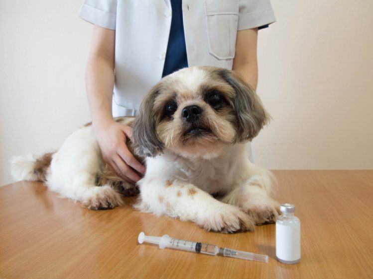【獣医師監修】犬のワクチン予防接種～種類と防げる病気について～