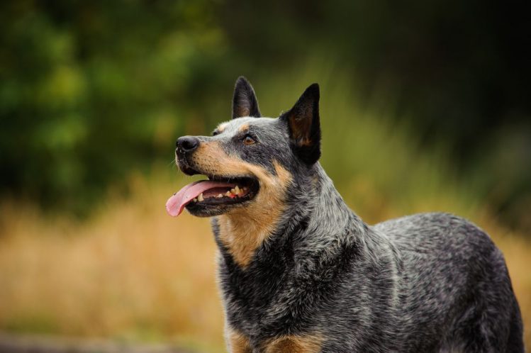 【ギネス高齢記録犬種】オーストラリアン・キャトル・ドッグの魅力から歴史まで