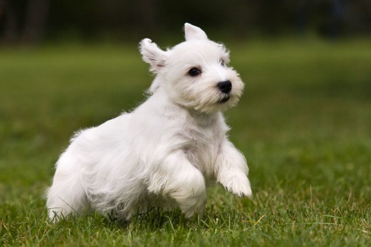 シーリハムテリアの子犬が芝生の上で跳ねている様子