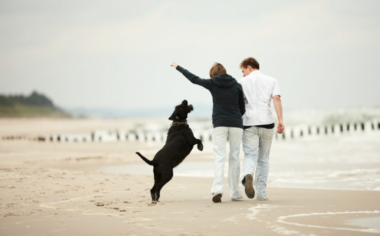 飼い主の男女と砂浜を散歩中の犬