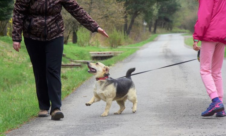 散歩中の飼い主と犬