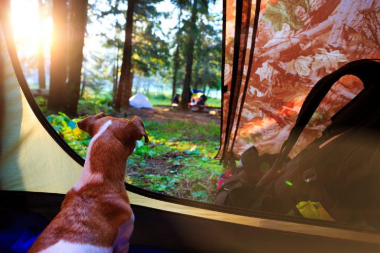 テントの中から外を眺めている犬