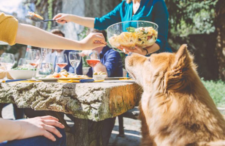 屋外で食事する家族と犬