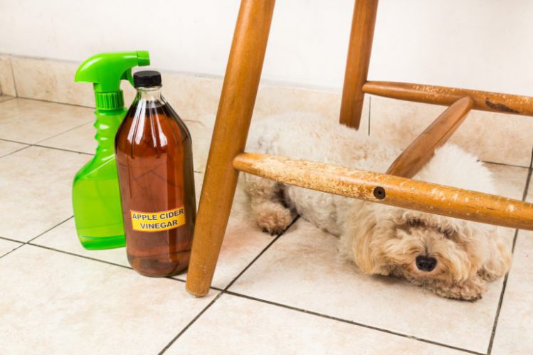 掃除用洗剤と犬