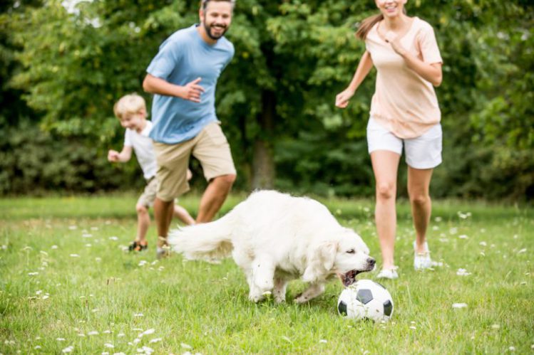 屋外で家族とボール遊びをしているゴールデンレトリーバー