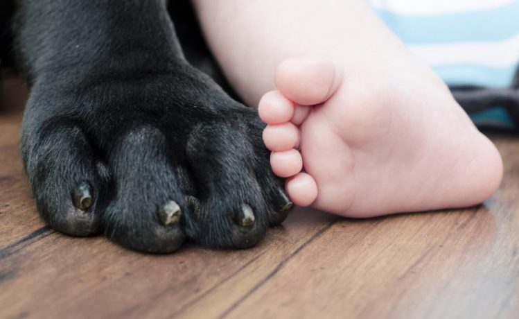 犬の足と赤ちゃんの足