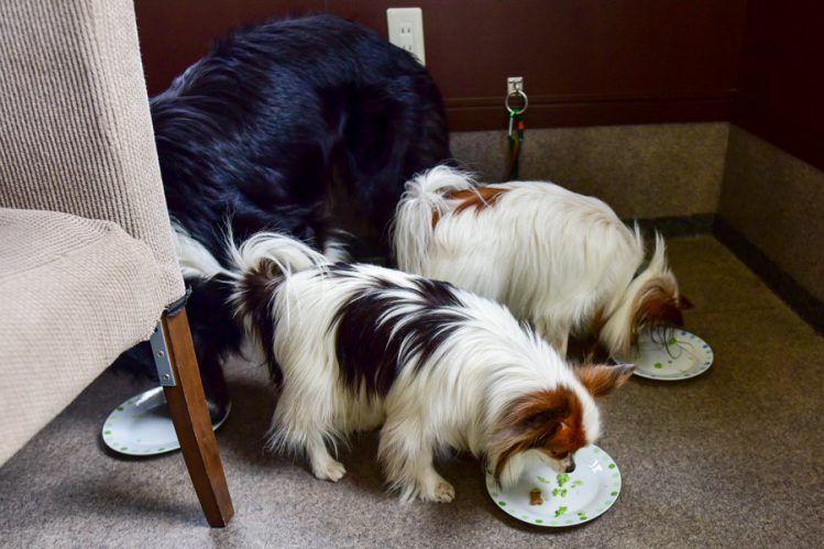食事する犬たち