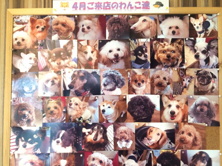 たくさんの犬の写真