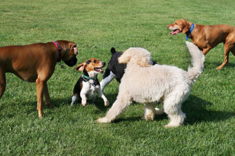 一緒に遊んでいるさまざまな犬種の犬たち