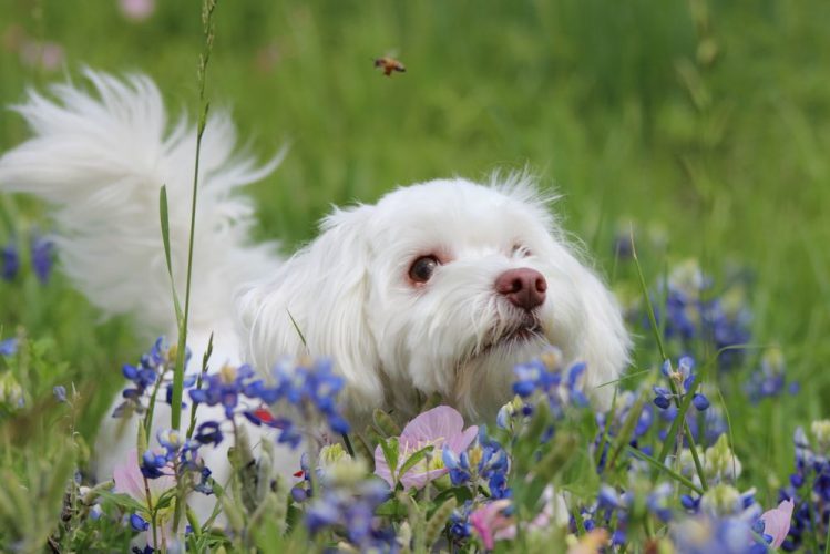花に囲まれた白い犬