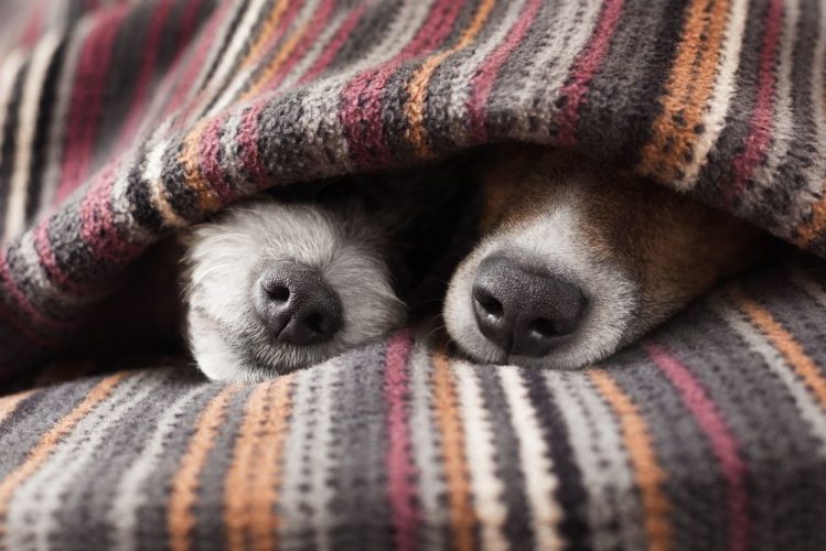 2匹の犬が毛布の中にもぐって鼻だけ出して寝ている様子