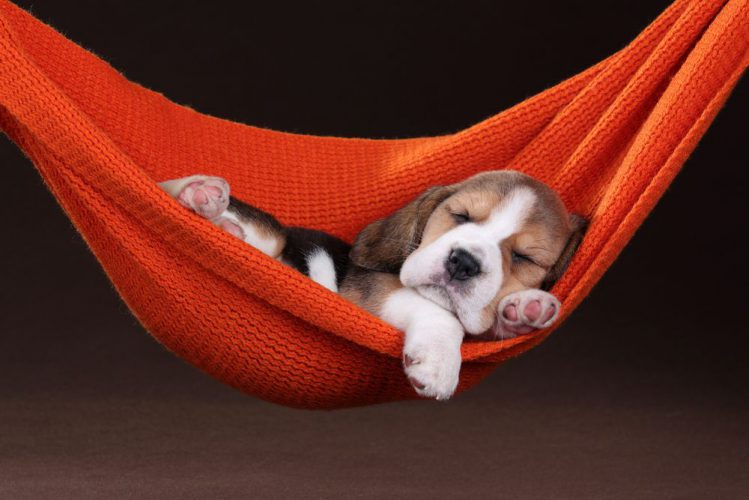 ビーグルの子犬が赤い小さなハンモックの上で寝ている様子
