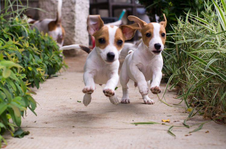 ジャックラッセルテリアの子犬が二匹並んで走っている様子