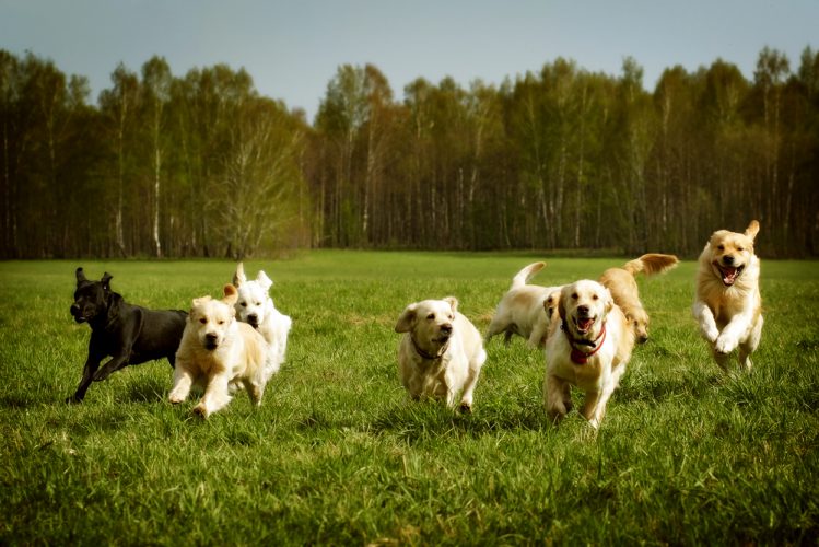 芝生の上をたくさんの犬が走っている様子