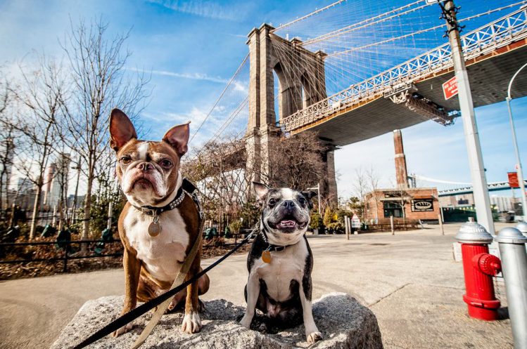 犬がブルックリン橋で記念撮影している様子