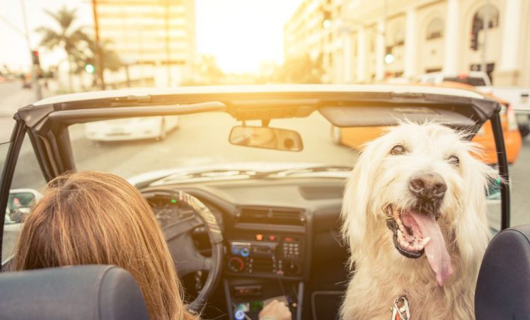 女性と犬がドライブをしている様子