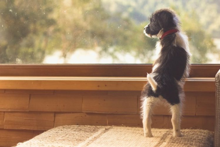 子犬が窓枠に前足をかけて背伸びをして外の様子を眺めている様子